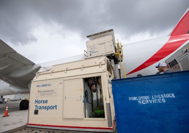 Závodní koně na palubě Emirates SkyCargo